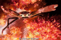 Crab in soft coral by Annett Burger 